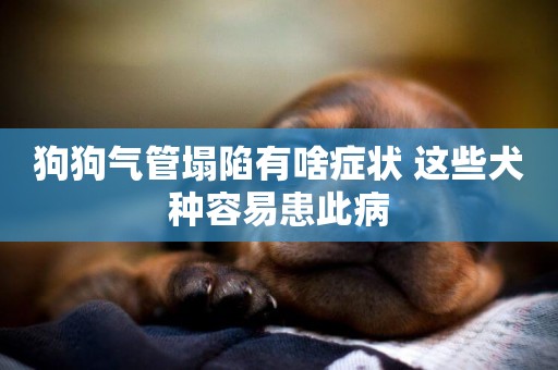 狗狗氣管塌陷有啥癥狀 這些犬種容易患此病