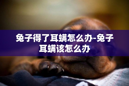 兔子得了耳螨怎么辦-兔子耳螨該怎么辦