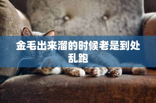 金毛出來溜的時候老是到處亂跑