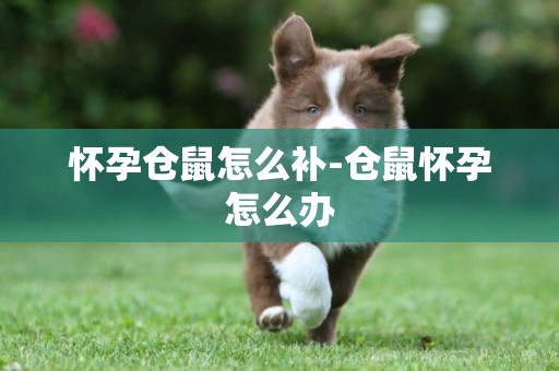 懷孕倉鼠怎么補-倉鼠懷孕怎么辦
