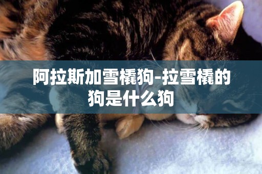阿拉斯加雪橇狗-拉雪橇的狗是什么狗