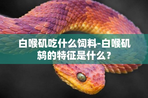 白喉磯吃什么飼料-白喉磯鶇的特征是什么？