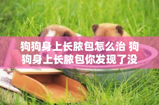 狗狗身上長膿包怎么治 狗狗身上長膿包你發現了沒