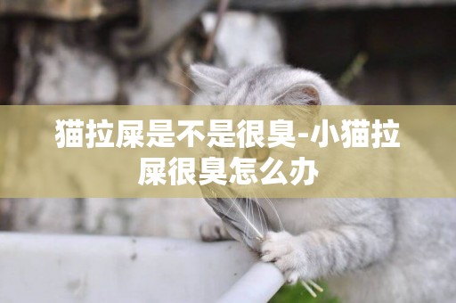 貓拉屎是不是很臭-小貓拉屎很臭怎么辦