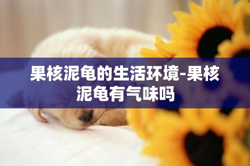 果核泥龜的生活環境-果核泥龜有氣味嗎