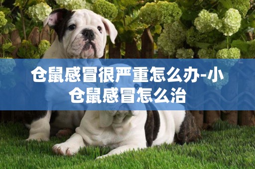 倉鼠感冒很嚴重怎么辦-小倉鼠感冒怎么治