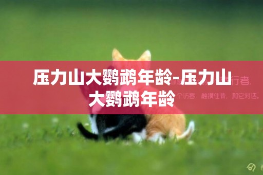 壓力山大鸚鵡年齡-壓力山大鸚鵡年齡