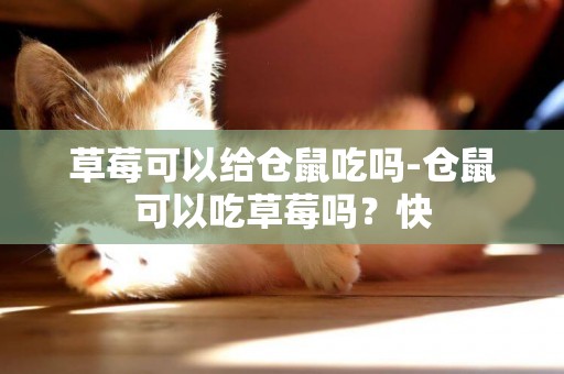 草莓可以給倉鼠吃嗎-倉鼠可以吃草莓嗎？快