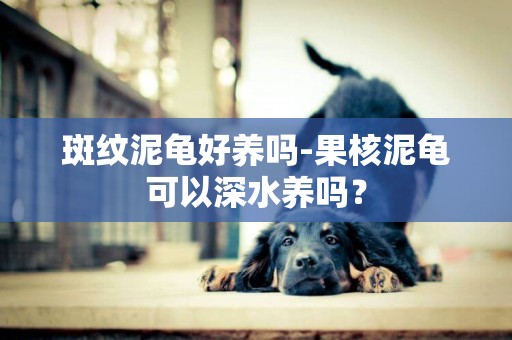 斑紋泥龜好養嗎-果核泥龜可以深水養嗎？