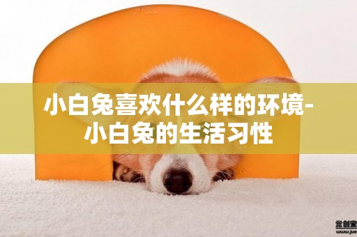 小白兔喜歡什么樣的環境-小白兔的生活習性