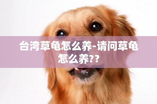 臺灣草龜怎么養-請問草龜怎么養?？