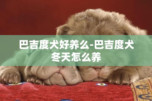 巴吉度犬好養么-巴吉度犬冬天怎么養