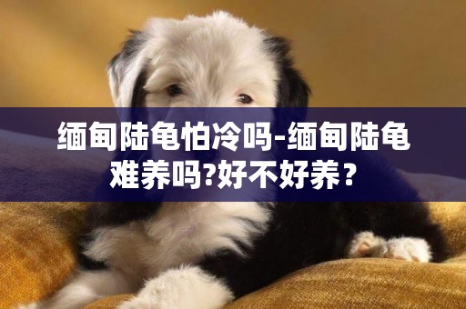 緬甸陸龜怕冷嗎-緬甸陸龜難養嗎?好不好養？