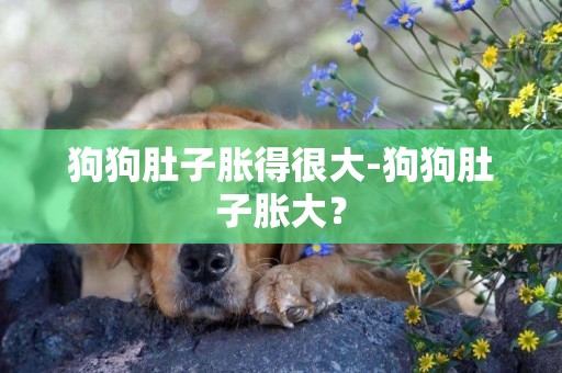 狗狗肚子脹得很大-狗狗肚子脹大？