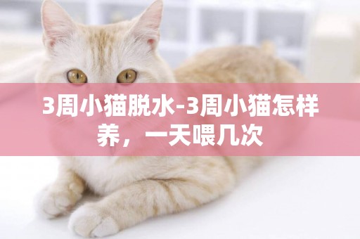 3周小貓脫水-3周小貓怎樣養，一天喂幾次