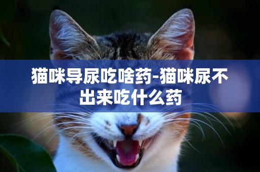 貓咪導尿吃啥藥-貓咪尿不出來吃什么藥