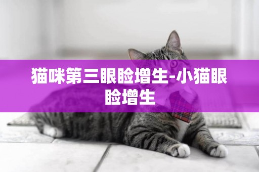 貓咪第三眼瞼增生-小貓眼瞼增生
