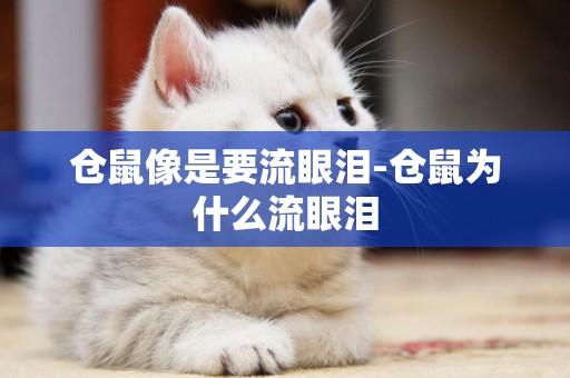 倉鼠像是要流眼淚-倉鼠為什么流眼淚