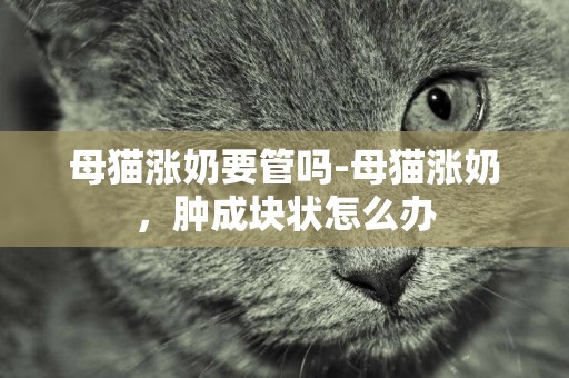 母貓漲奶要管嗎-母貓漲奶，腫成塊狀怎么辦
