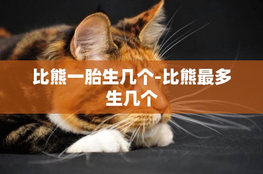 比熊一胎生幾個-比熊最多生幾個