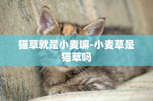 貓草就是小麥嘛-小麥草是貓草嗎
