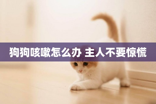 狗狗咳嗽怎么辦 主人不要驚慌