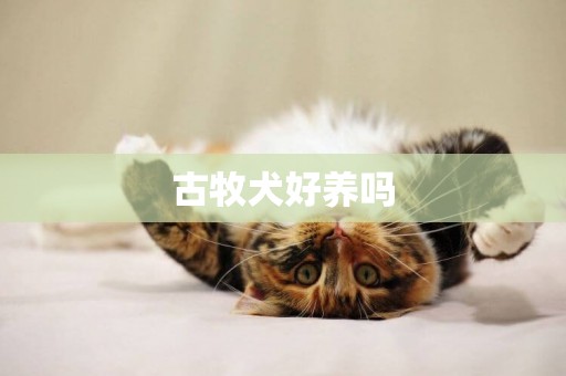 古牧犬好養嗎