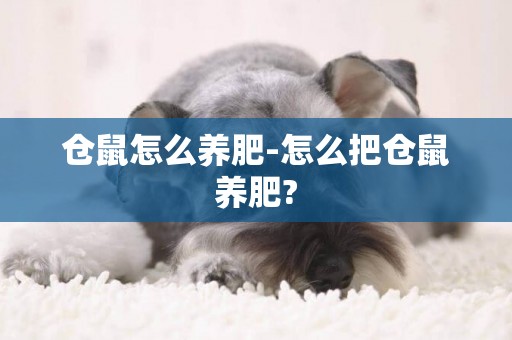 倉鼠怎么養肥-怎么把倉鼠養肥?