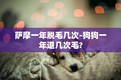 薩摩一年脫毛幾次-狗狗一年退幾次毛?
