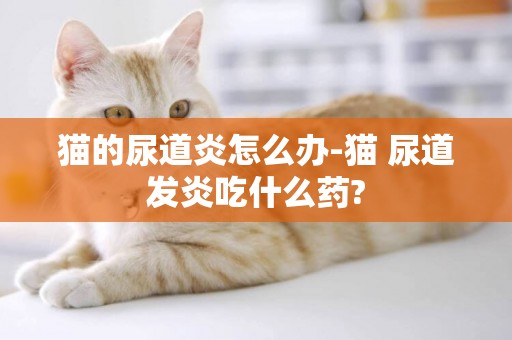 貓的尿道炎怎么辦-貓 尿道發炎吃什么藥?