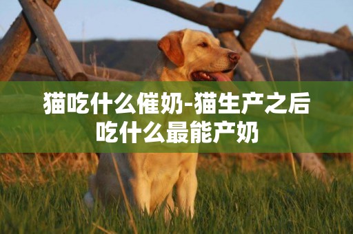 貓吃什么催奶-貓生產之后吃什么最能產奶