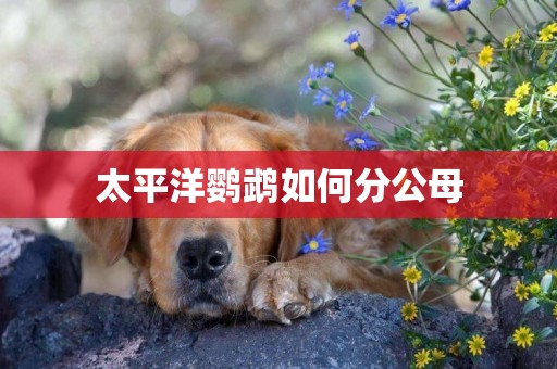 太平洋鸚鵡如何分公母