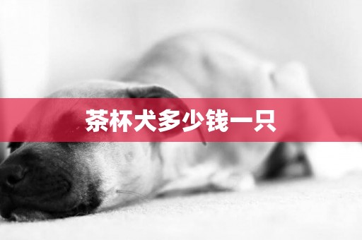 茶杯犬多少錢一只