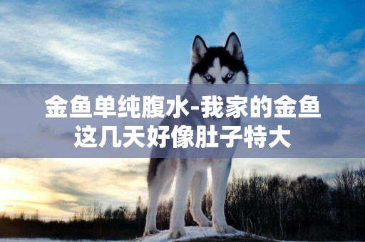 金魚單純腹水-我家的金魚這幾天好像肚子特大