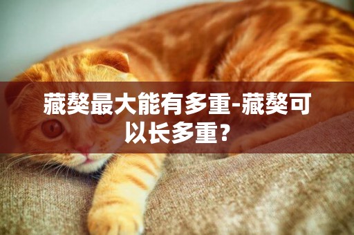 藏獒最大能有多重-藏獒可以長多重？