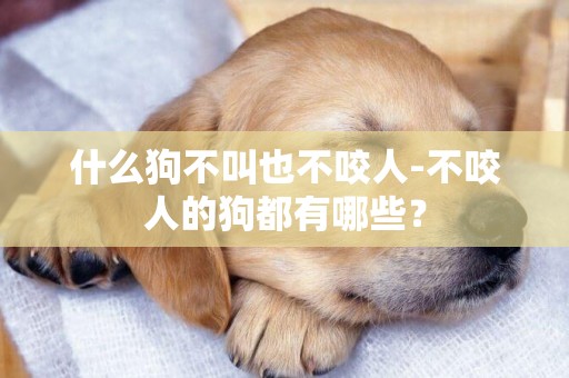 什么狗不叫也不咬人-不咬人的狗都有哪些？
