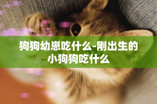 狗狗幼崽吃什么-剛出生的小狗狗吃什么