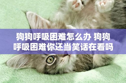 狗狗呼吸困難怎么辦 狗狗呼吸困難你還當笑話在看嗎？