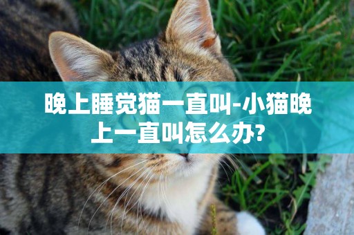 晚上睡覺貓一直叫-小貓晚上一直叫怎么辦?