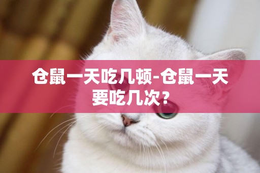 倉鼠一天吃幾頓-倉鼠一天要吃幾次？