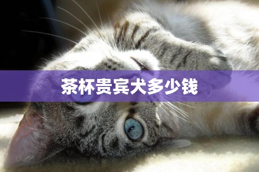 茶杯貴賓犬多少錢