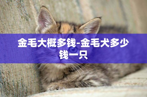 金毛大概多錢-金毛犬多少錢一只