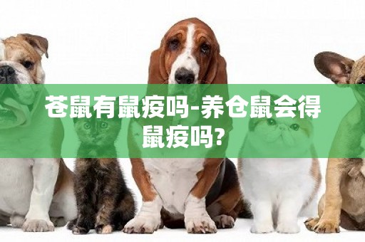 蒼鼠有鼠疫嗎-養倉鼠會得鼠疫嗎?