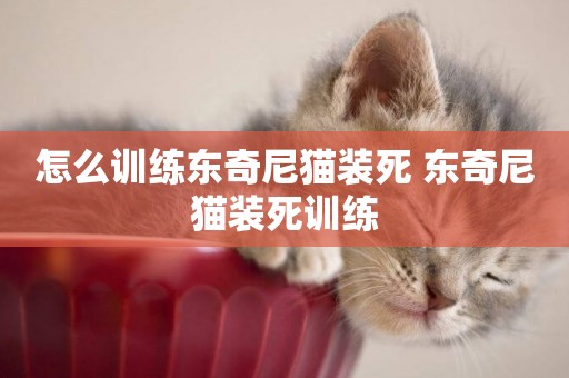 怎么訓練東奇尼貓裝死 東奇尼貓裝死訓練
