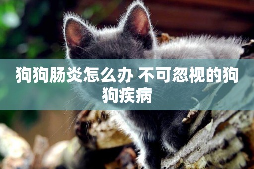 狗狗腸炎怎么辦 不可忽視的狗狗疾病