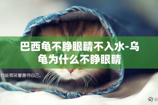 巴西龜不睜眼睛不入水-烏龜為什么不睜眼睛