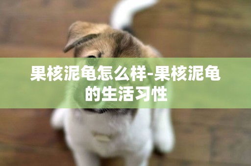 果核泥龜怎么樣-果核泥龜的生活習性