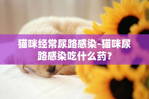 貓咪經常尿路感染-貓咪尿路感染吃什么藥？