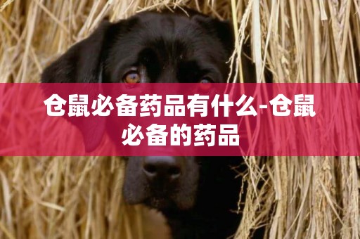 倉鼠必備藥品有什么-倉鼠必備的藥品