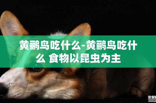 黃鸝鳥吃什么-黃鸝鳥吃什么 食物以昆蟲為主